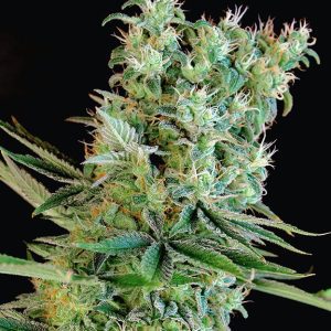 Amnesia Bilbo - Semilla de cannabis feminizada