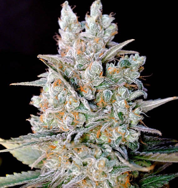 semillas de marihuana interior kritikal bilbo auto semilla de marihuana autofloreciente semillas de marihuana interior kritikal bilbo auto semilla de marihuana autofloreciente