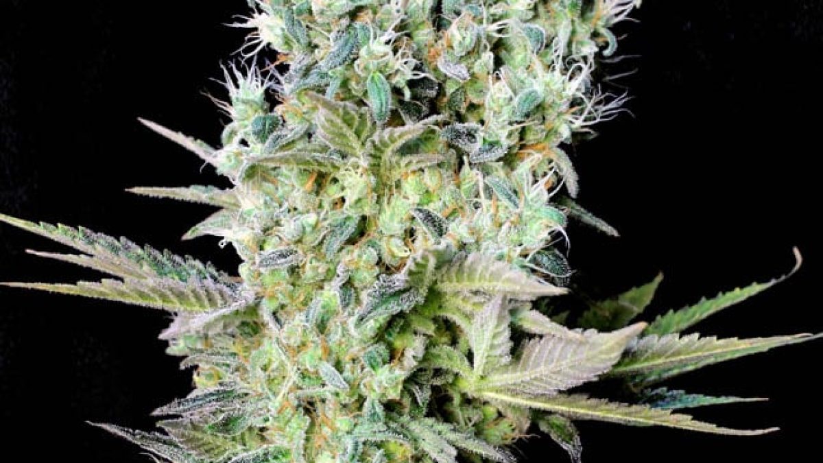 Billbergia 'Northern Lights' (開花株) B0266 Billbergia 'Northern Lights' (開花株) B0266