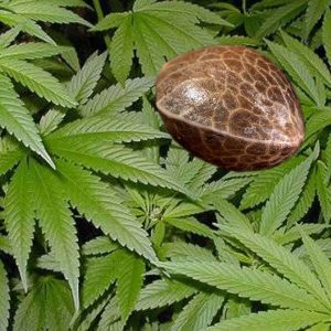 Autoflowering Seeds