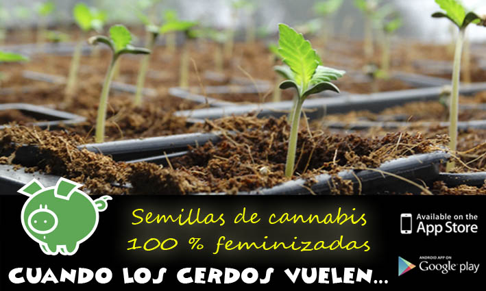 Banco de semillas de cannabis Genehtik