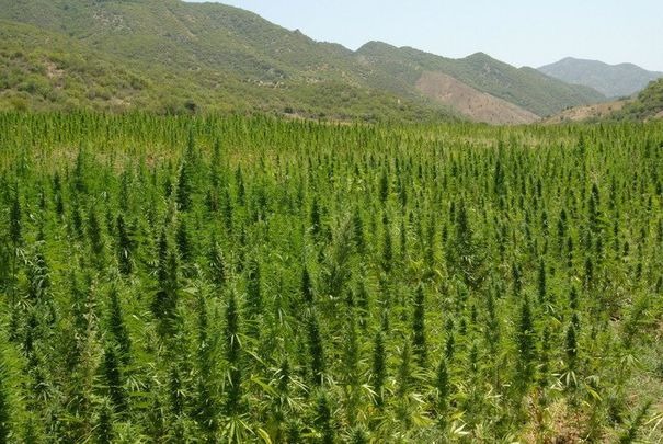 Aprovado el cultivo de 7 mil semillas de marihuana en Chile para uso medicinal