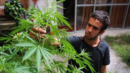 El autocultivo de marihuana en Uruguay se considera mejor que el merado negro