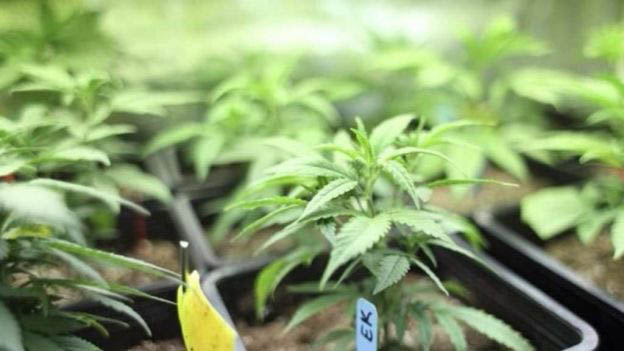 Pennsylvania legaliza la marihuana medicinal