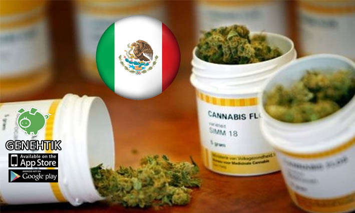 El Senado de México aprueba despenalizar la marihuana medicinal.