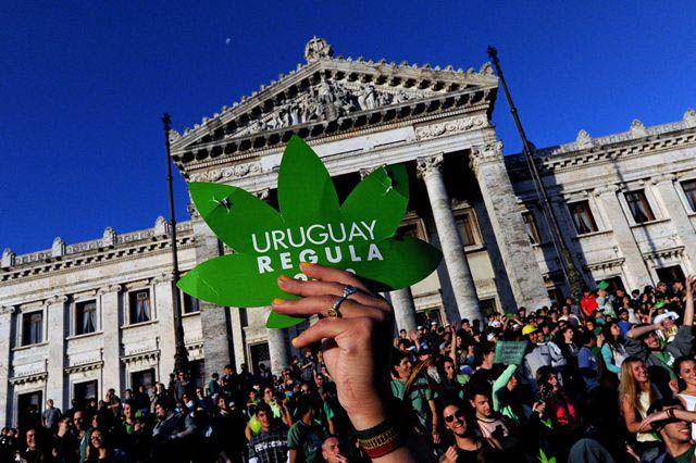 Cosecha lista para la venta de marihuana en farmacias de Uruguay