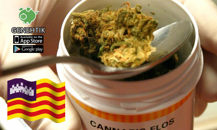 Aprobado el estudio del uso terapéutico del cannabis en Baleares