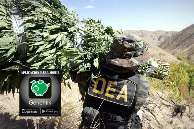 La DEA se retracra sobre comentarios de Cannabis