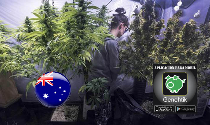 Legalizada la venta de marihuana medicinal en Australia