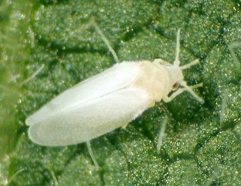 mosca-blanca-plagas-cannabis-2