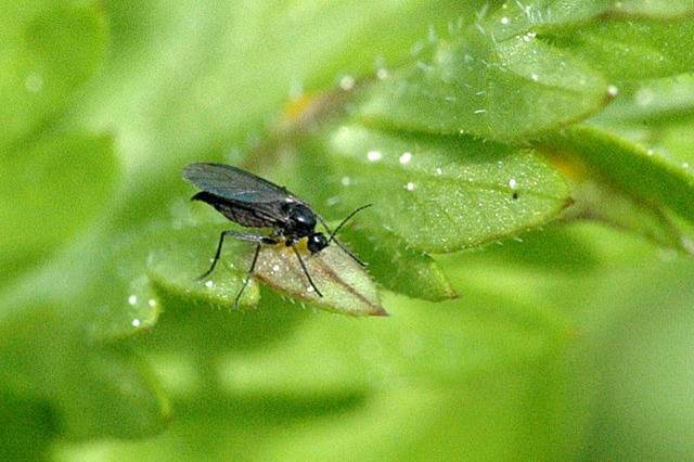 Mosca del mantillo - Plaga del cannabis