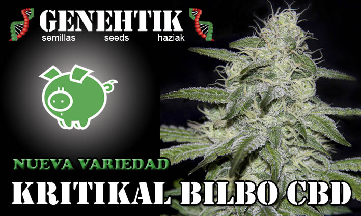 Nueva semilla de cannabis Kritikal Bilbo CBD. Perfecta para usurios de cannabis medicinal