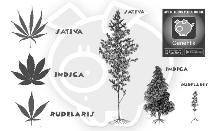 Diferencias entre el cannabis sativa, cannabis indica y cannabis rudelaris