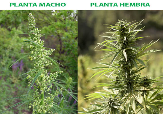 Planta de marihuana macho y hembra