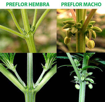 Preflor de marihuana macho y hembra