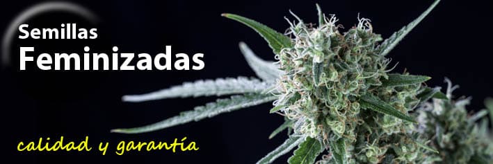 Comprar semillas de marihuana de calidad y garantia - Genehtik