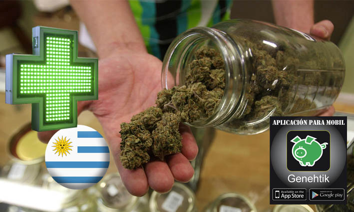 Empieza la venta de marihuana en las farmacias de Uruguay