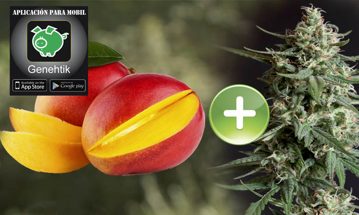 La fruta del mango potencia los efectos del cannabis