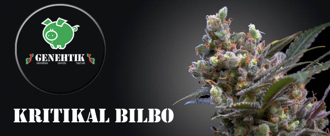 Semillas de marihuana Kritikal Bilbo