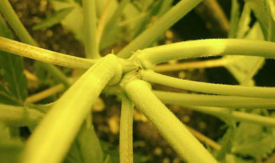 Poda FIM plantas de marihuana