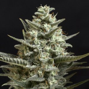Sweet Bilbo - Semilla de marihuana feminizada