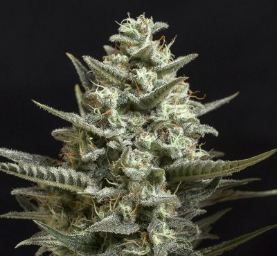 Sweet Bilbo - Semilla de marihuana feminizada