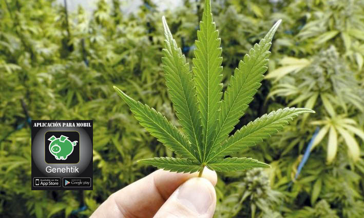 Medicamento a base de cannabis en Chile