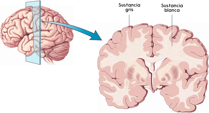 corteza_cerebral