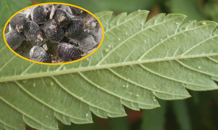 cochinillas plaga del cannabis