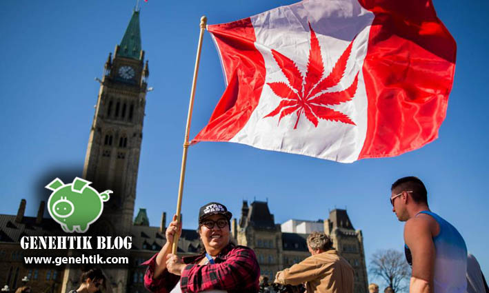 Canadá legaliza la marihuana y su uso recreativo