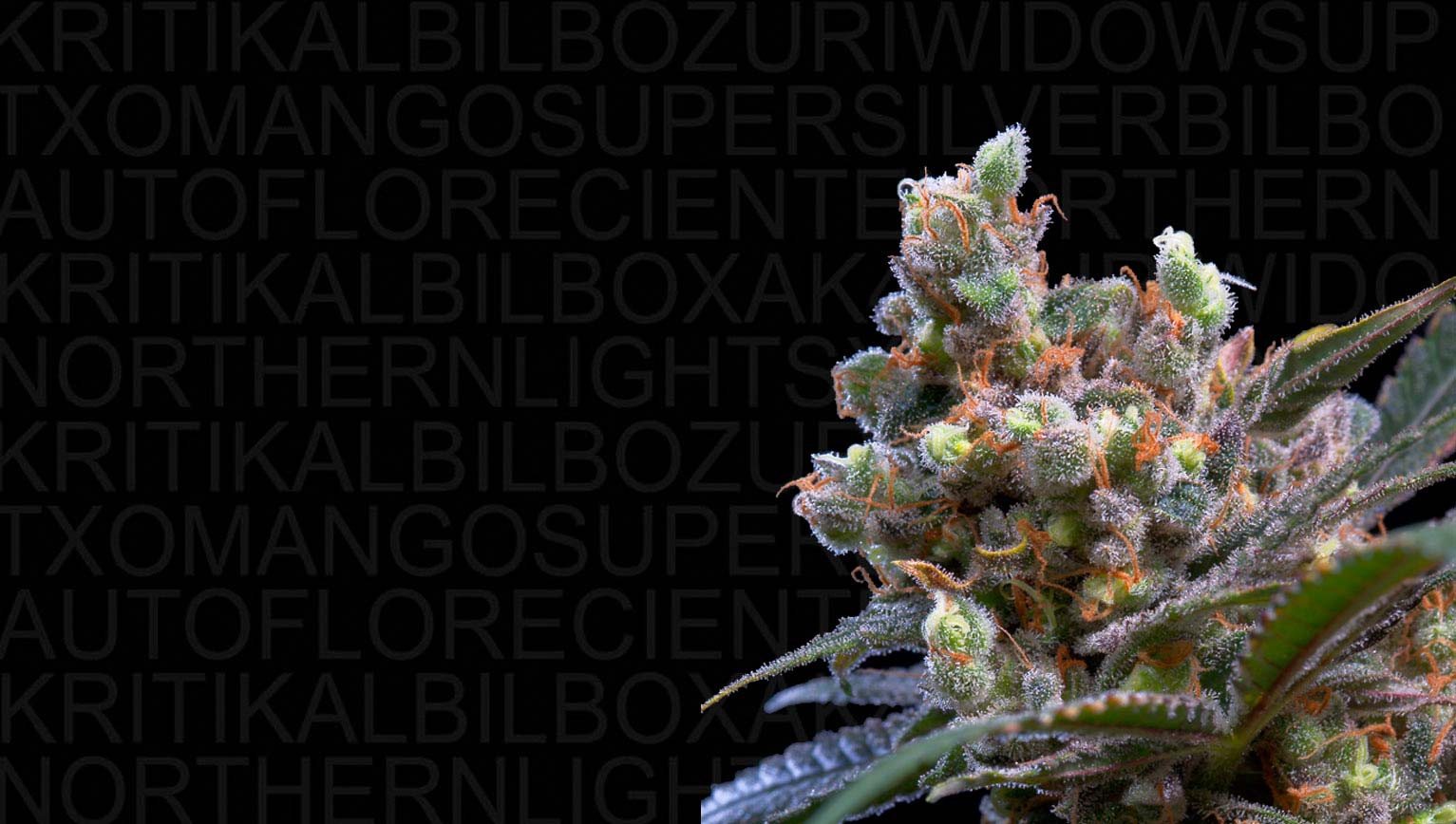 Banco de semillas de marihuana - Genehtik Seeds