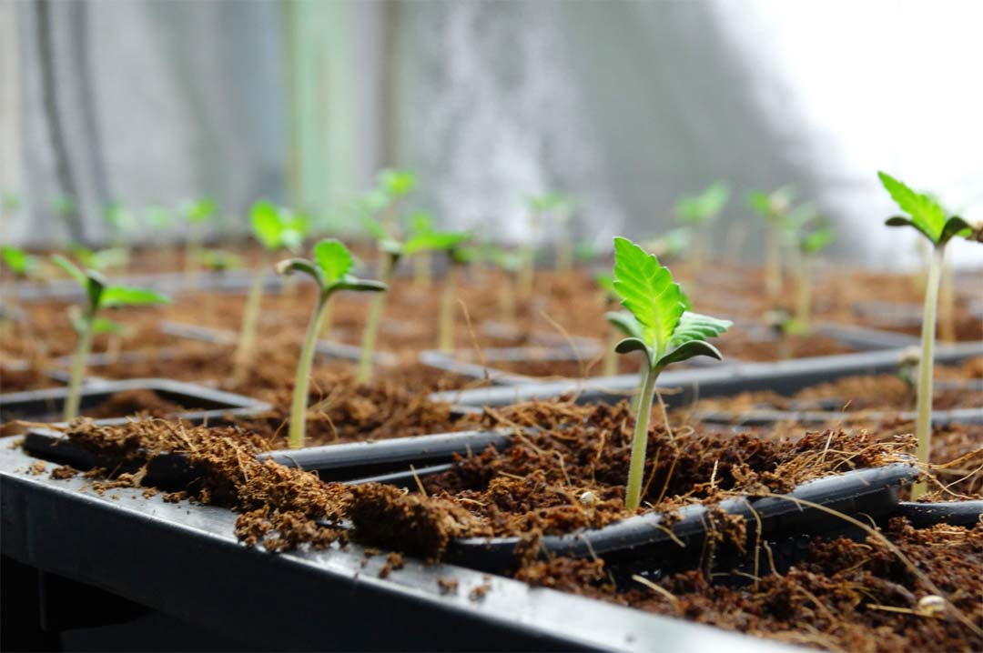 Semillas de marihuana autoflorecientes Genehtik