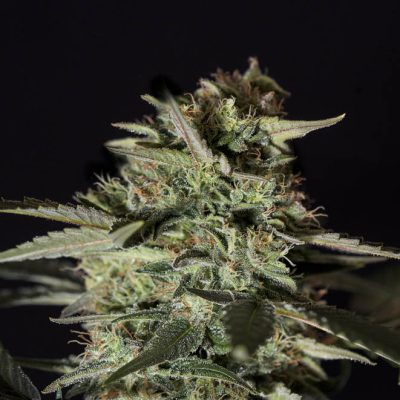 Medizinal CBD -Semilla de marihuana feminizada