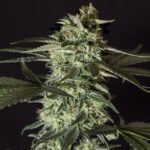 Medizinal CBD -Semilla de marihuana feminizada