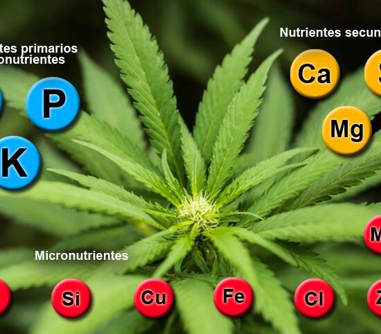 Nutrientes del cannabis