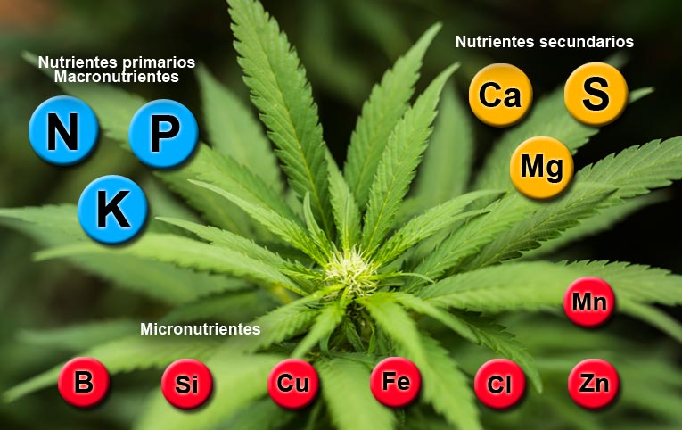 Nutrientes del cannabis