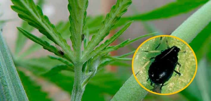 Pulgones - Plaga de cannabis