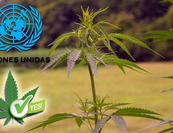 La ONU reconoce las propiedades medicinales del cannabis
