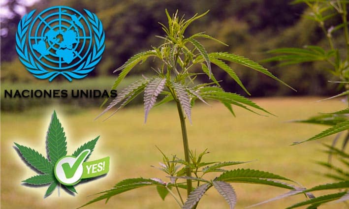 La ONU reconoce las propiedades medicinales del cannabis