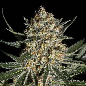 Face Off Og Bilbo - Semilla de marihuana feminizada