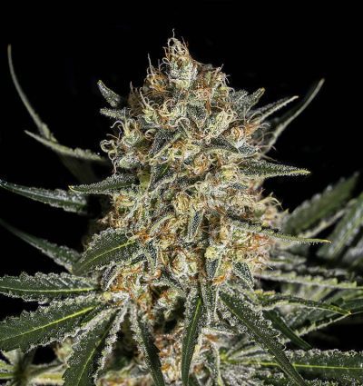 Face Off Og Bilbo - Semilla de marihuana feminizada