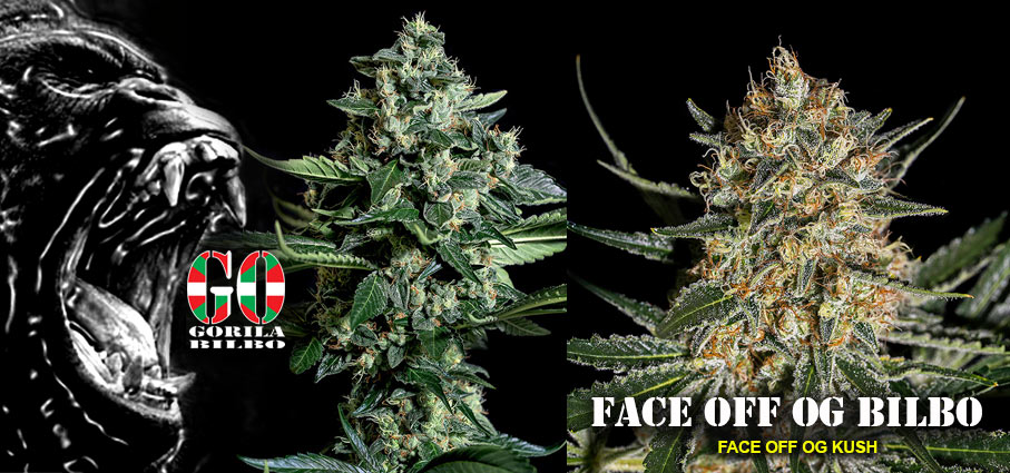 semilas de marihuana novedades Genehtik 2020