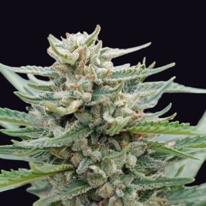 Santa Maria Bilbo Auto